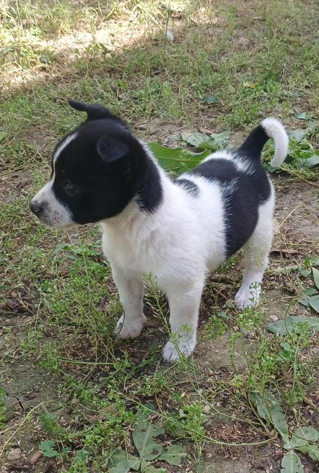 SÜS KÖPEĞİMİZ