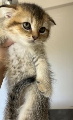 BRİTİSH SHORTHAİR LEOPAR DESENLİ YAVRUM