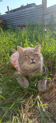 BRİTİSH KIZIMIZA ACİL YUVA