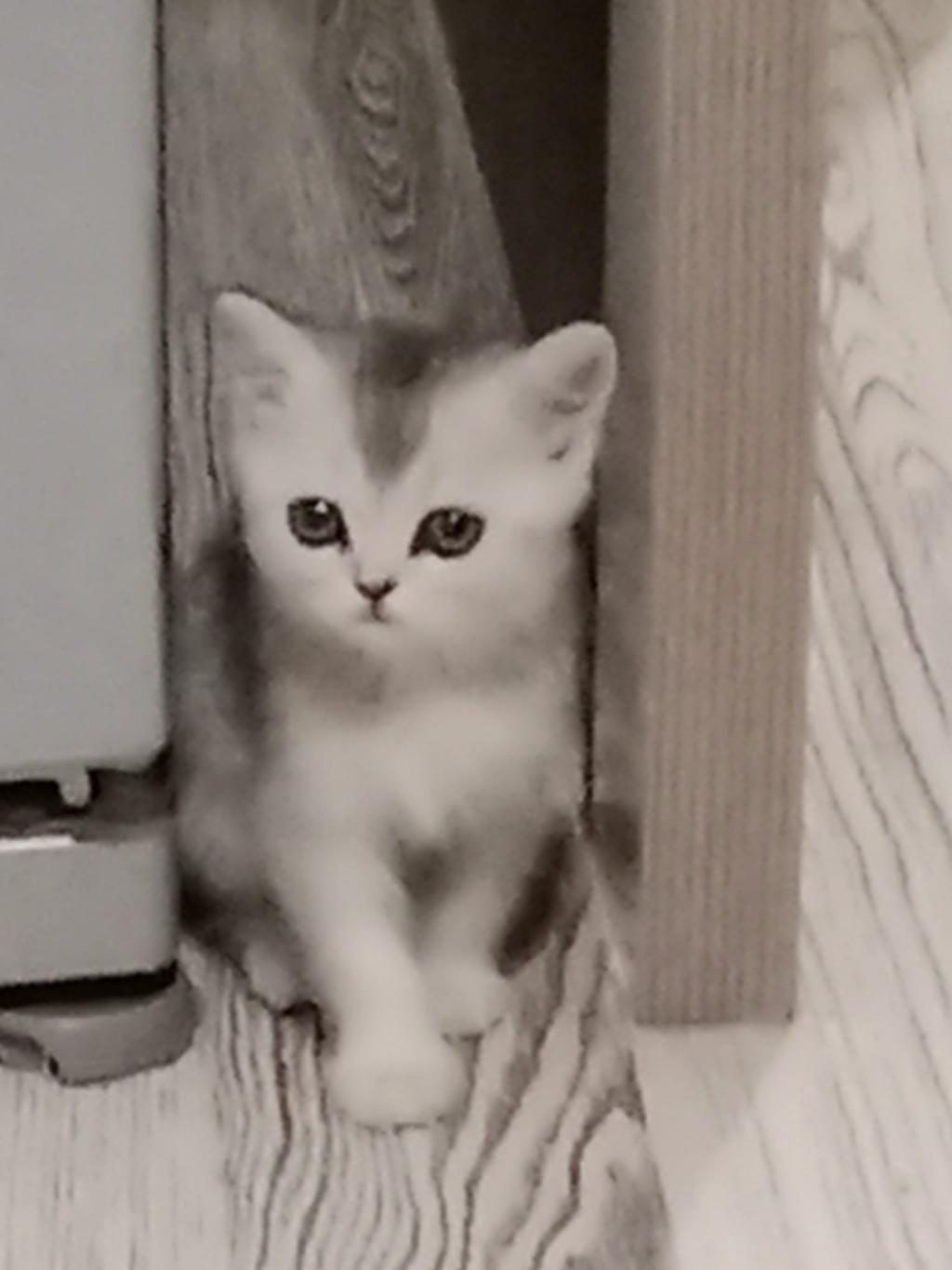 KEDİMİZE SICAK BİR YUVA ARIYORUZ