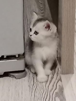 KEDİMİZE SICAK BİR YUVA ARIYORUZ