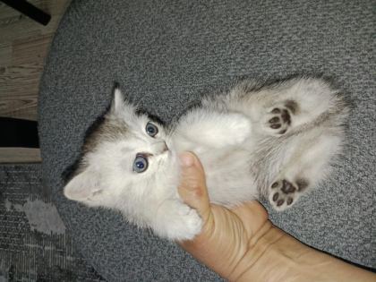 KEDİMİZE SICAK BİR YUVA ARIYORUZ