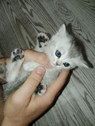 KEDİMİZE SICAK BİR YUVA ARIYORUZ