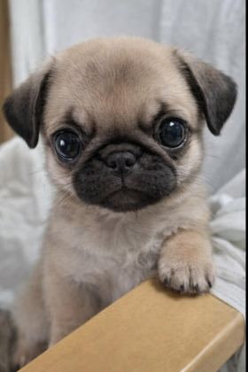 IRK SAĞLIK GARANTİLİ SAFKAN BONCUK GÖZLÜ PUG MOPS