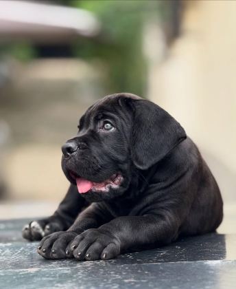 ORJİNAL SAFKAN GARANTİLİ DEV CANE CORSO YAVRULARI