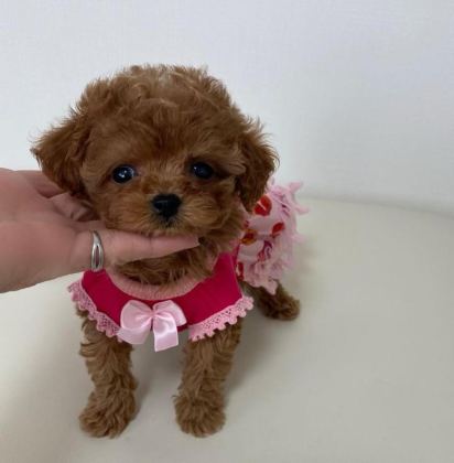 EVRAKLI GARANTİLİ EĞİTİMLİ SAFKAN MİNİ KORE POODLE BEBEKLER