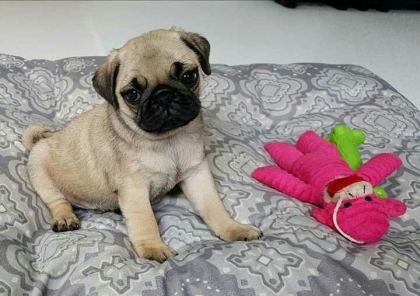 IRK SAĞLIK GARANTİLİ SAFKAN BONCUK GÖZLÜ PUG MOPS