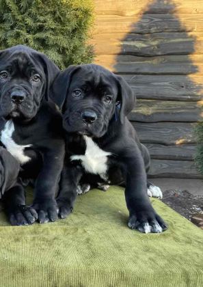 ORJİNAL SAFKAN GARANTİLİ DEV CANE CORSO YAVRULARI