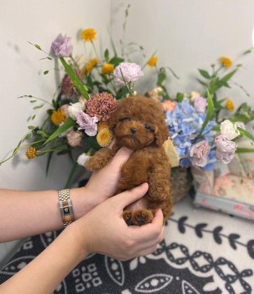 EVRAKLI GARANTİLİ EĞİTİMLİ SAFKAN MİNİ KORE POODLE BEBEKLER