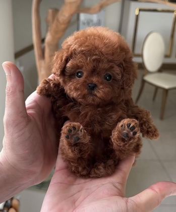 EVRAKLI GARANTİLİ EĞİTİMLİ SAFKAN MİNİ KORE POODLE BEBEKLER