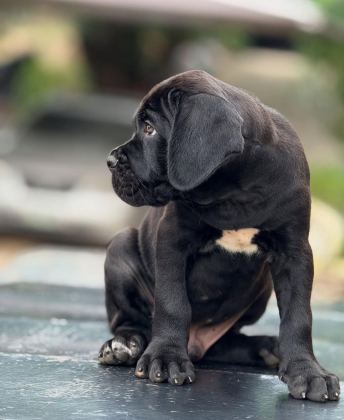 ORJİNAL SAFKAN GARANTİLİ DEV CANE CORSO YAVRULARI