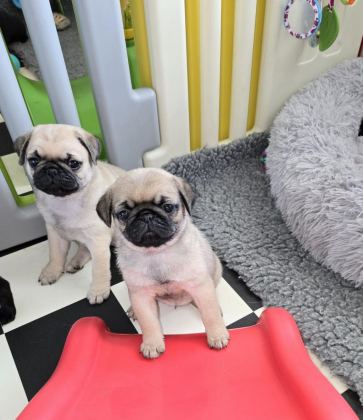 IRK SAĞLIK GARANTİLİ SAFKAN BONCUK GÖZLÜ PUG MOPS