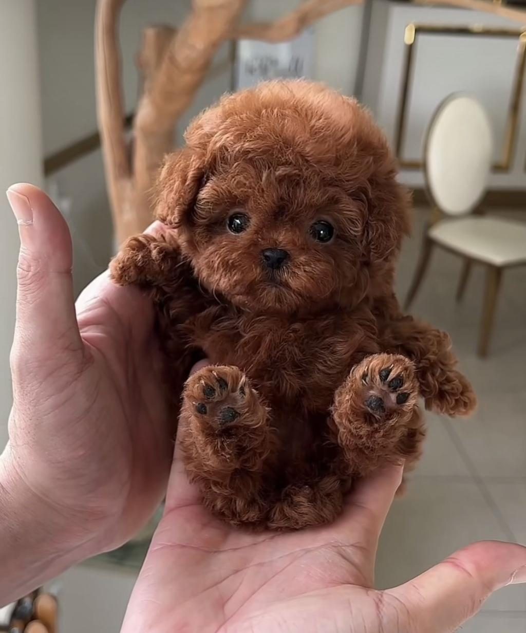 EVRAKLI GARANTİLİ EĞİTİMLİ SAFKAN MİNİ KORE POODLE BEBEKLER