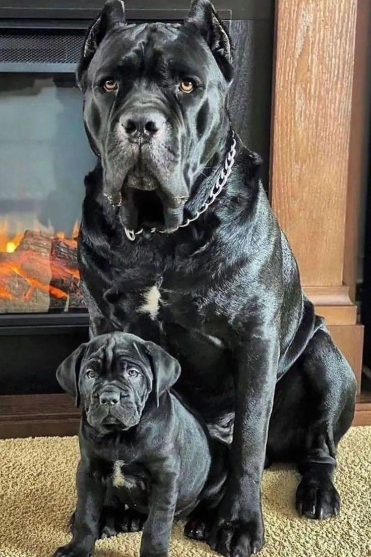 ORJİNAL SAFKAN GARANTİLİ DEV CANE CORSO YAVRULARI
