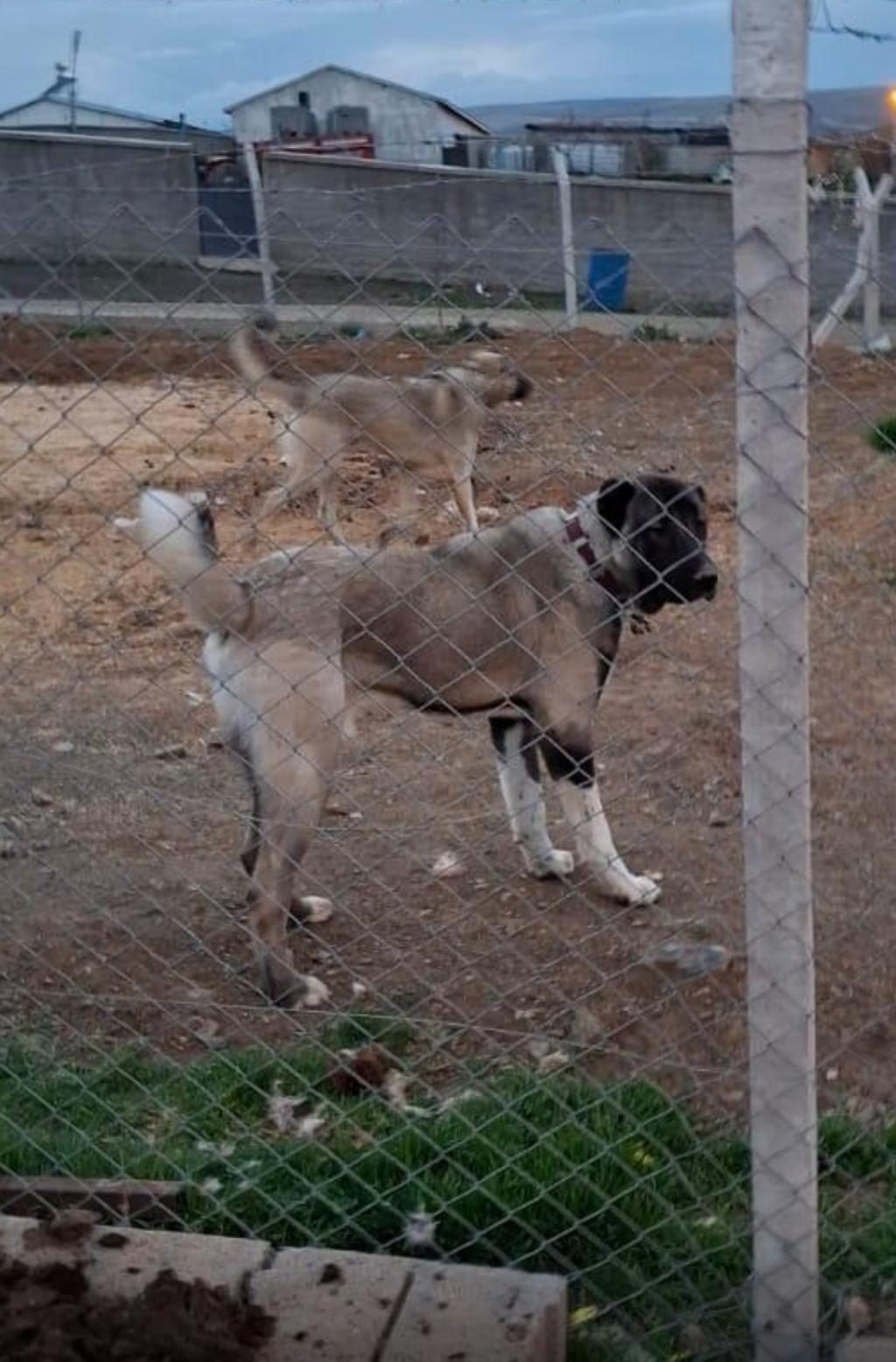 PANTER GİBİ YAVRU KÖPEKLER HAZIR