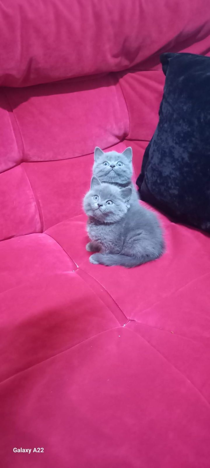 YAVRU BRİTİSH KEDİLERİMİZ