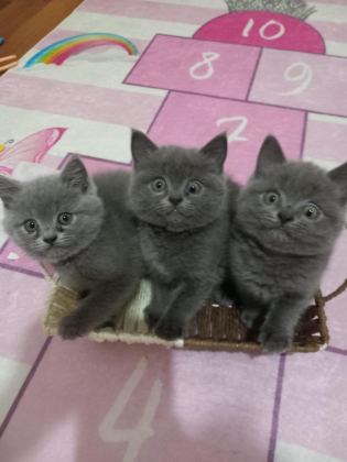 YAVRU BRİTİSH KEDİLERİMİZ