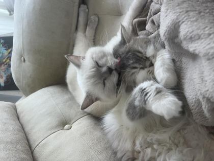 BRİTİSH KEDİMİZİ SAHİPLENDİRME