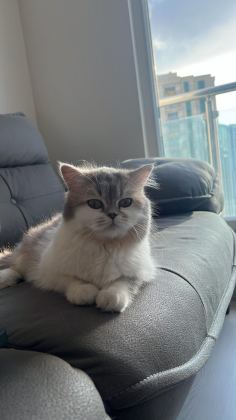 BRİTİSH KEDİMİZİ SAHİPLENDİRME