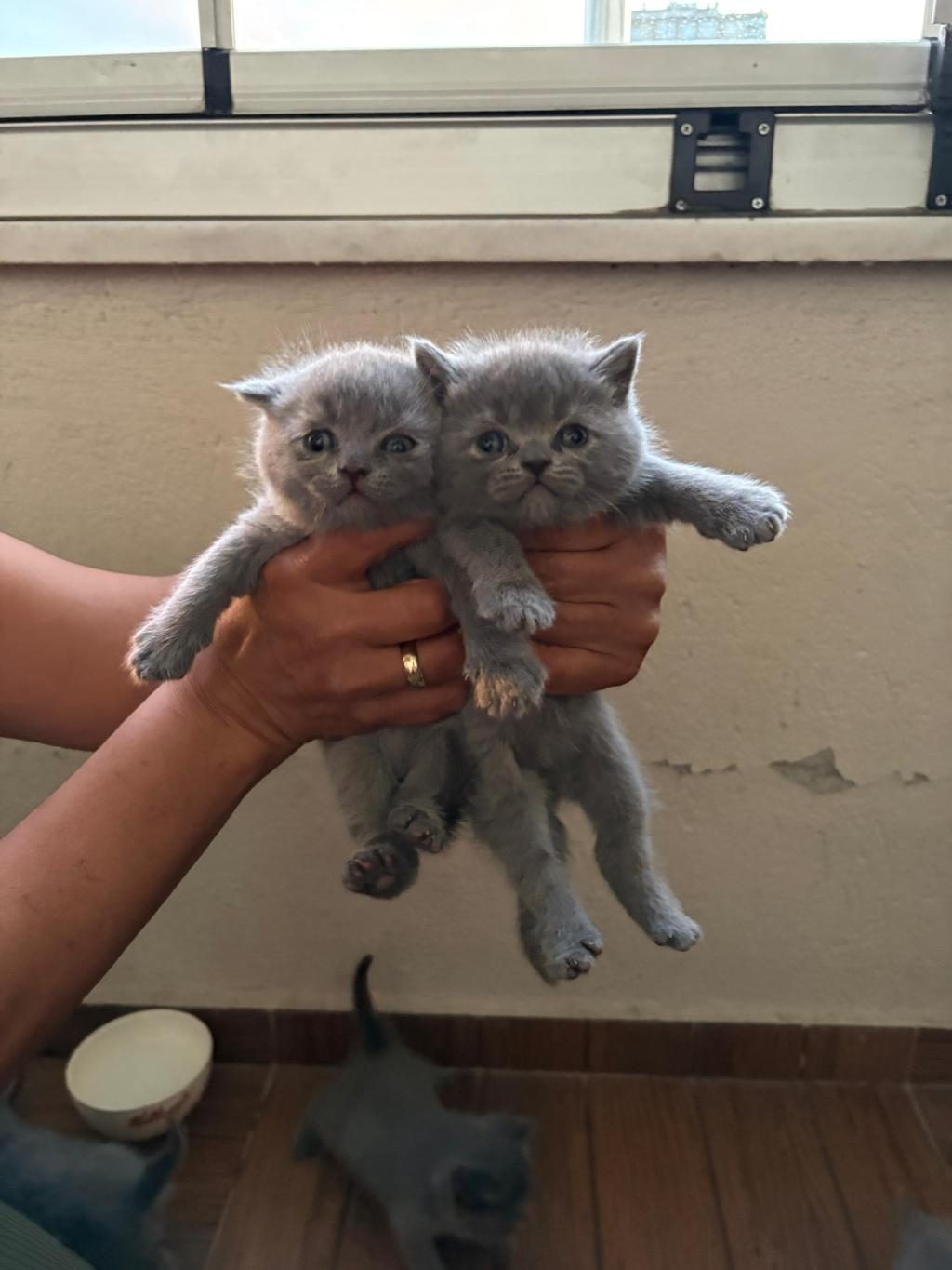 BRİTİSH SHORTHAİR KEDİLERİM