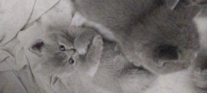 BRİTİSH SHORTHAİR KEDİLERİM