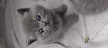 BRİTİSH SHORTHAİR KEDİLERİM
