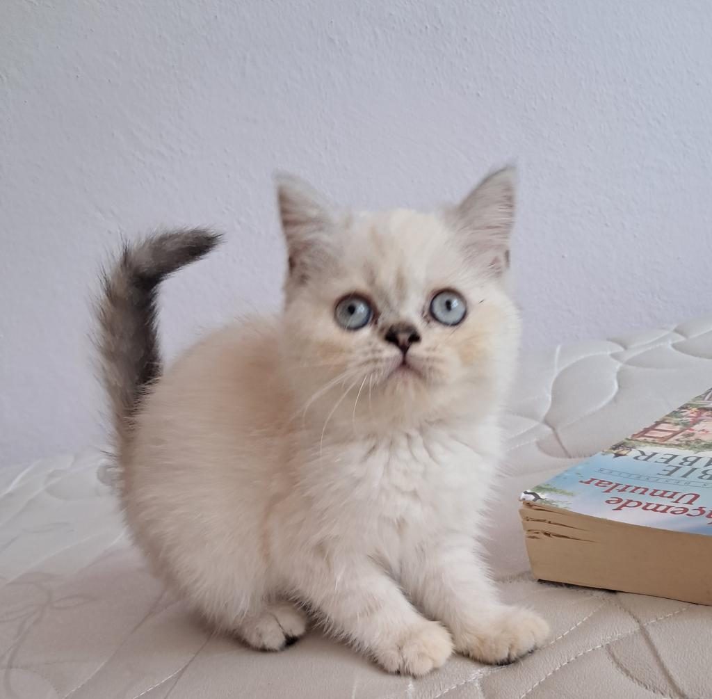 BRİTİSH SHORTHAİR POİNT DİŞİ