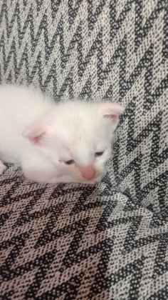 KEDİLERİMİZE ÖMÜRLÜK YUVALAR ARIYORUZ