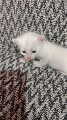 KEDİLERİMİZE ÖMÜRLÜK YUVALAR ARIYORUZ