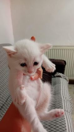 KEDİLERİMİZE ÖMÜRLÜK YUVALAR ARIYORUZ
