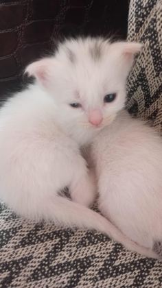 KEDİLERİMİZE ÖMÜRLÜK YUVALAR ARIYORUZ