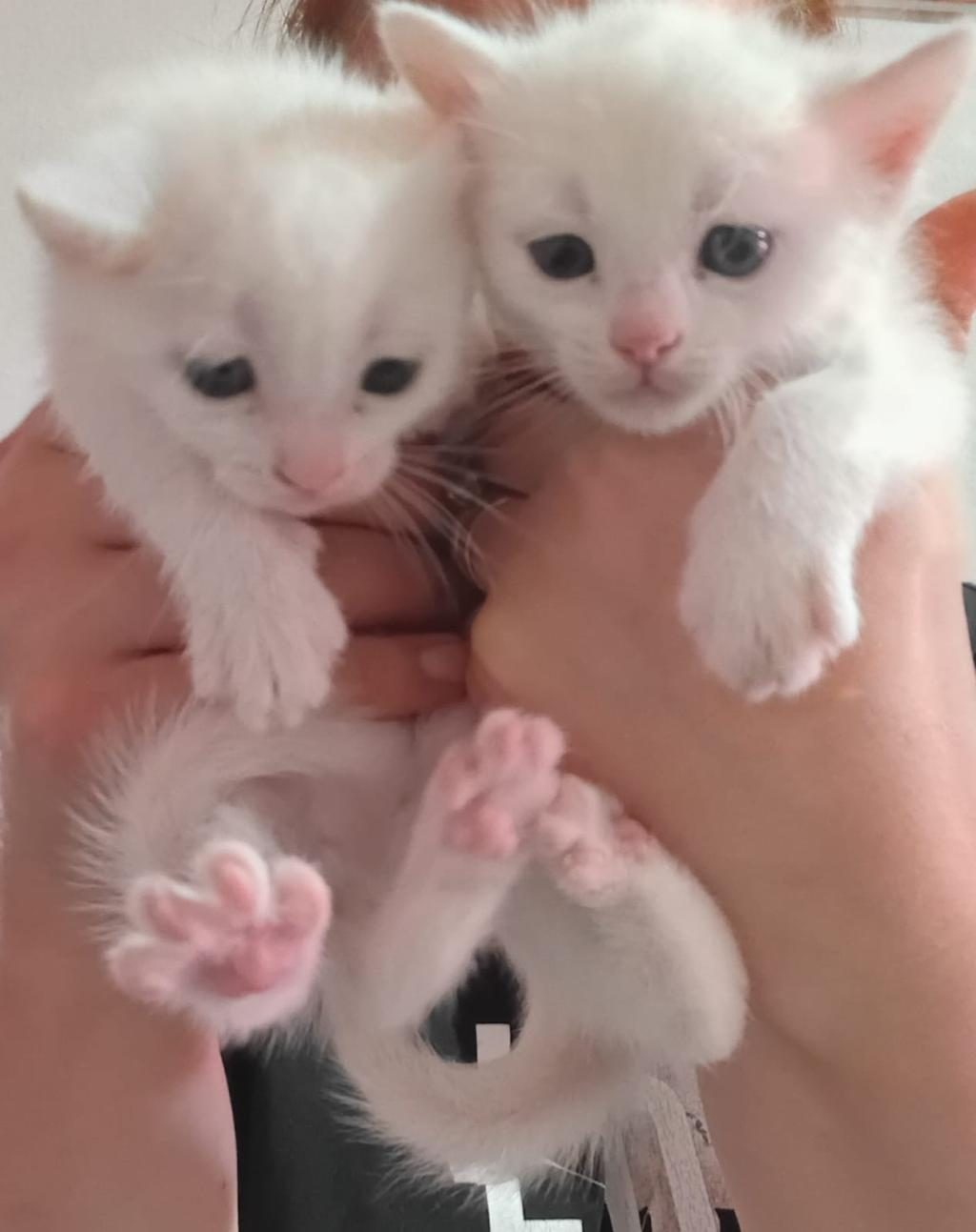 KEDİLERİMİZE ÖMÜRLÜK YUVALAR ARIYORUZ