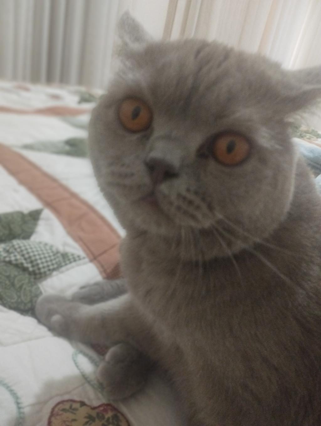 KAHVERENGİ BAL GÖZLÜ KEDİMİZ