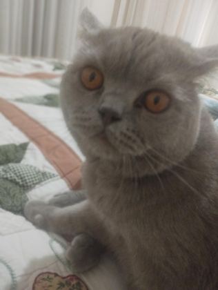 KAHVERENGİ BAL GÖZLÜ KEDİMİZ