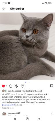 KAHVERENGİ BAL GÖZLÜ KEDİMİZ