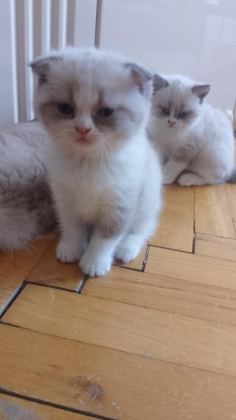 DİŞİ BEBEK KEDİLER