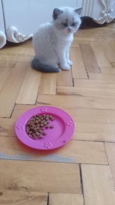 DİŞİ BEBEK KEDİLER