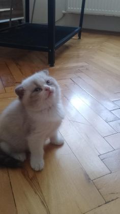 DİŞİ BEBEK KEDİLER