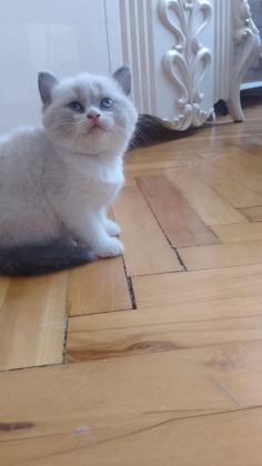 DİŞİ BEBEK KEDİLER