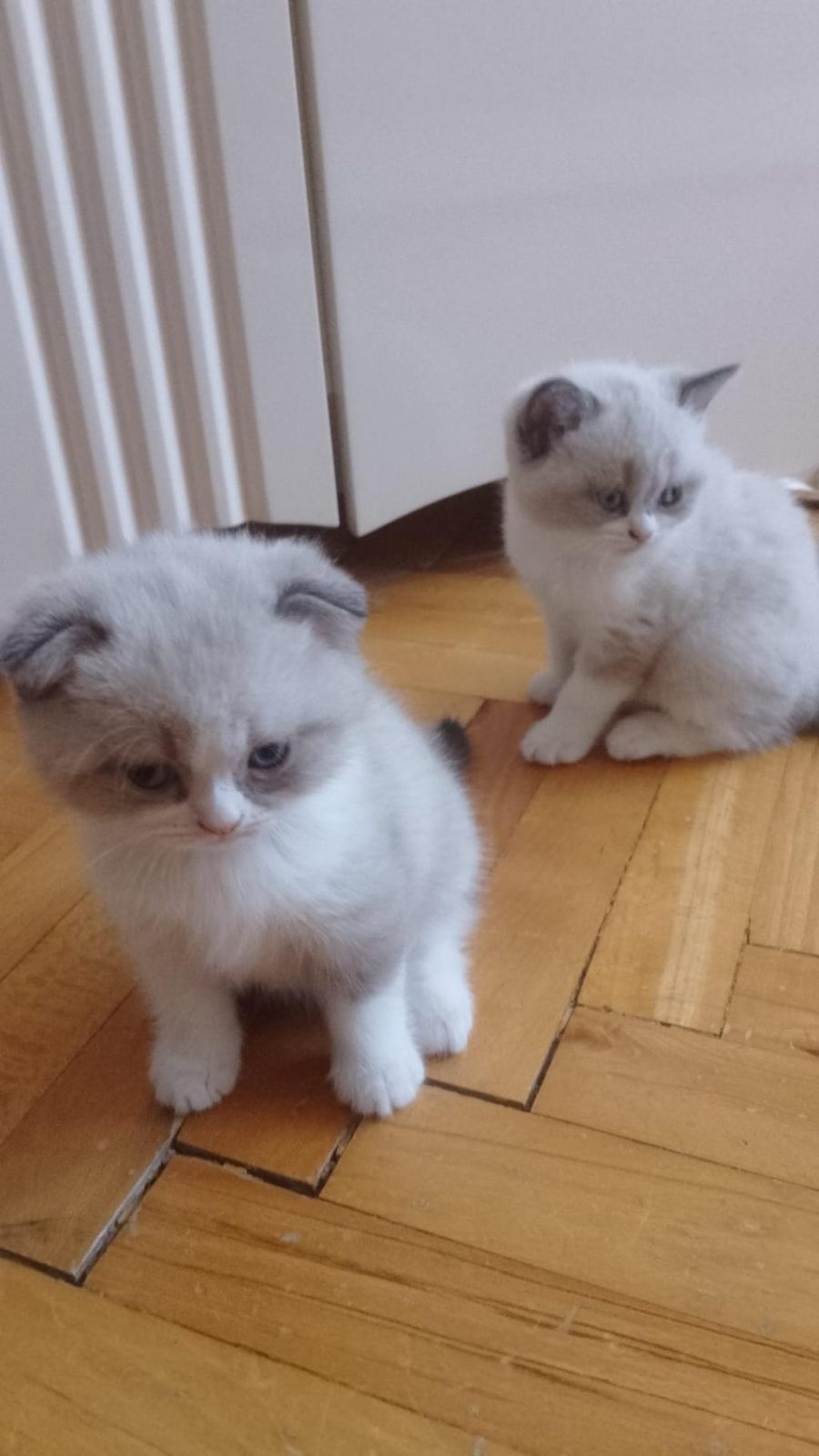 DİŞİ BEBEK KEDİLER
