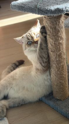 1 YAŞINDA ERKEK KISIR KEDİMİZ ÜCRETSİZ