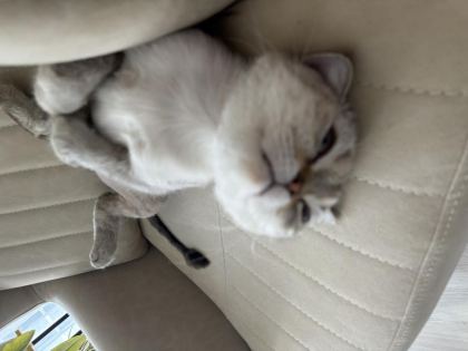 1 YAŞINDA ERKEK KISIR KEDİMİZ ÜCRETSİZ
