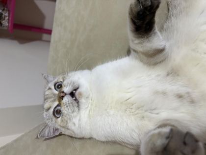 1 YAŞINDA ERKEK KISIR KEDİMİZ ÜCRETSİZ