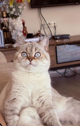 1 YAŞINDA ERKEK KISIR KEDİMİZ ÜCRETSİZ