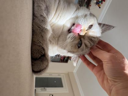 1 YAŞINDA ERKEK KISIR KEDİMİZ ÜCRETSİZ