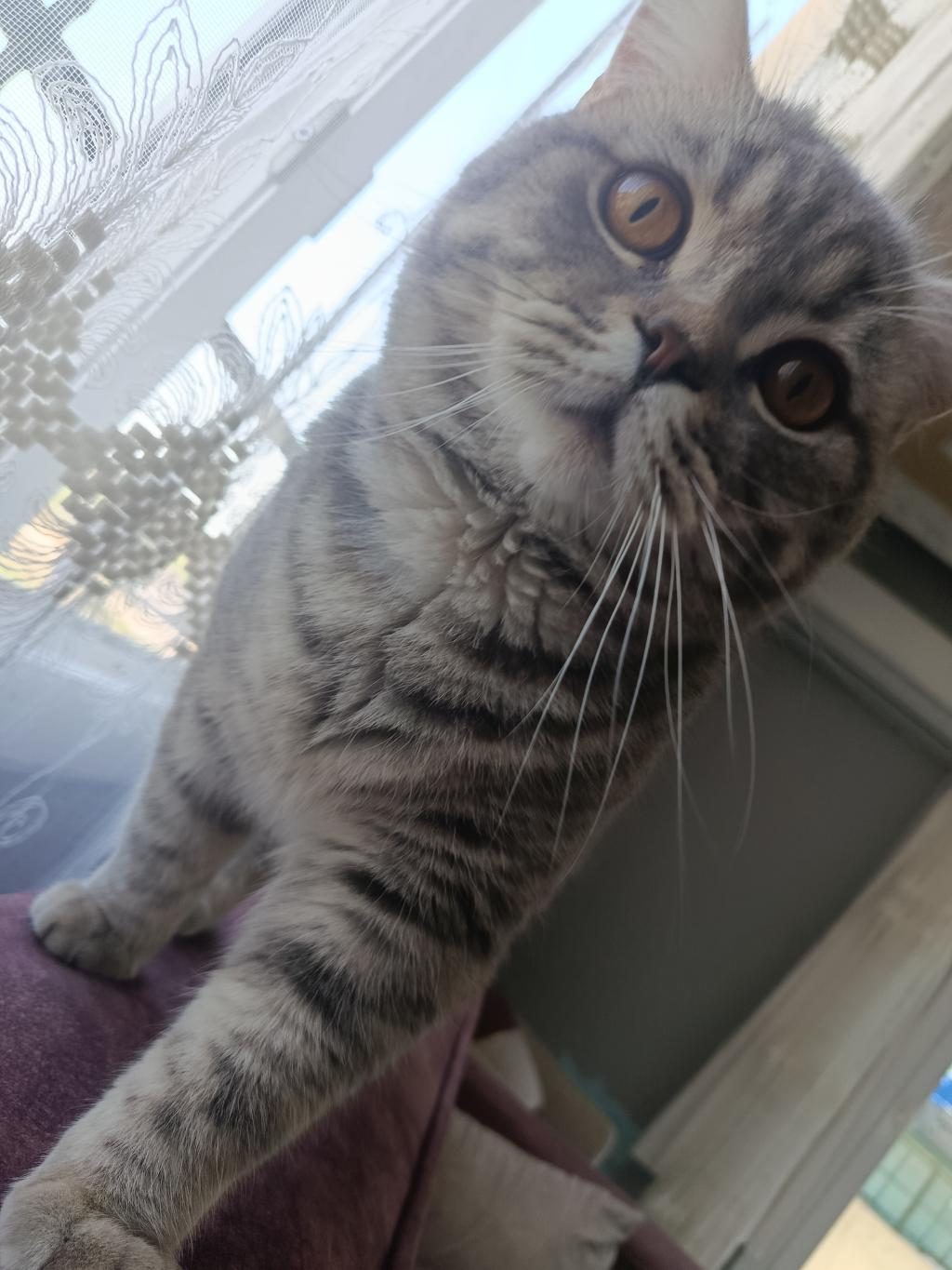 BRİTİSH KEDİLERİN İNSANCIL