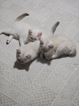 GÜZELLER GÜZELİ YAVRU KEDİLERİMİZ YENİ YUVALARINI ARIYOR