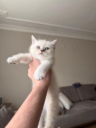 GÜZELLER GÜZELİ YAVRU KEDİLERİMİZ YENİ YUVALARINI ARIYOR