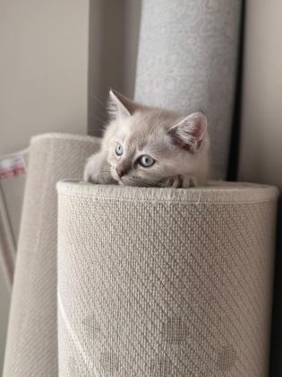 GÜZELLER GÜZELİ YAVRU KEDİLERİMİZ YENİ YUVALARINI ARIYOR