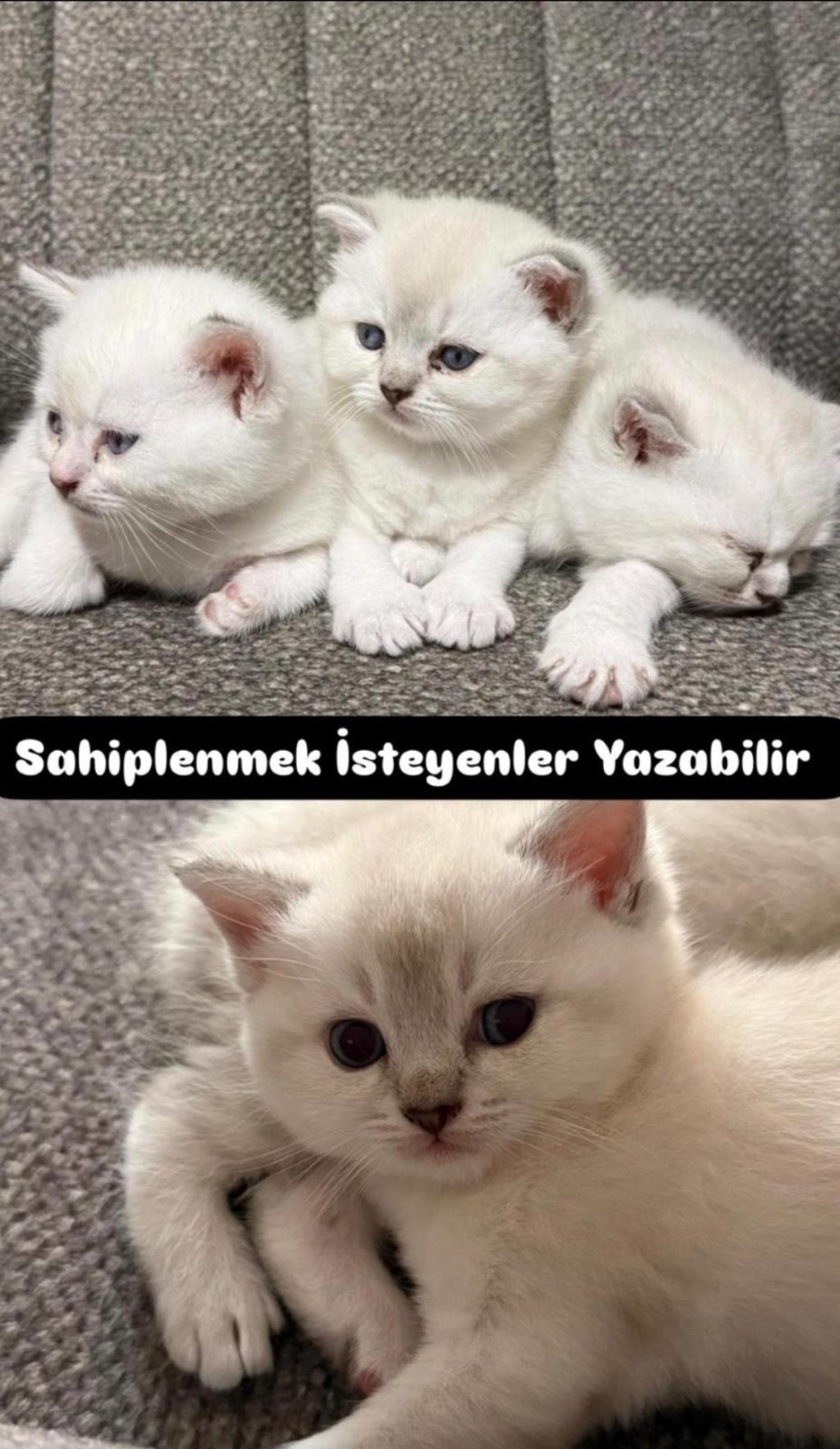 GÜZELLER GÜZELİ YAVRU KEDİLERİMİZ YENİ YUVALARINI ARIYOR